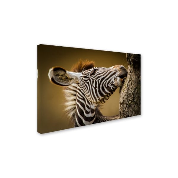 Silvia Geiger 'Zebra' Canvas Art,16x24